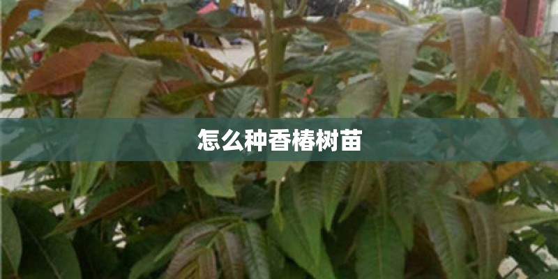 怎么种香椿树苗