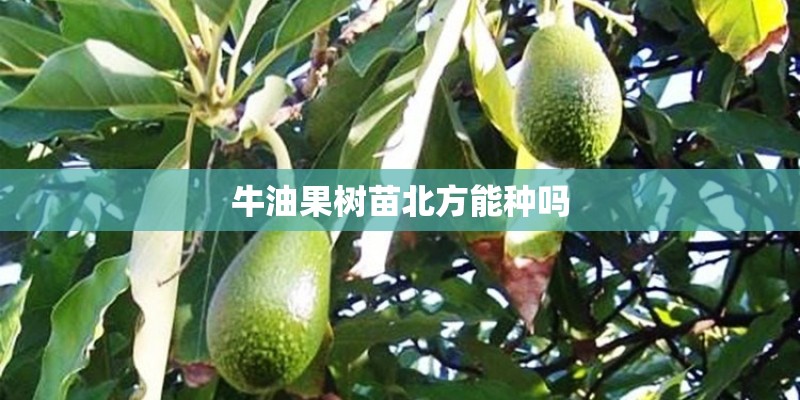 牛油果树苗北方能种吗