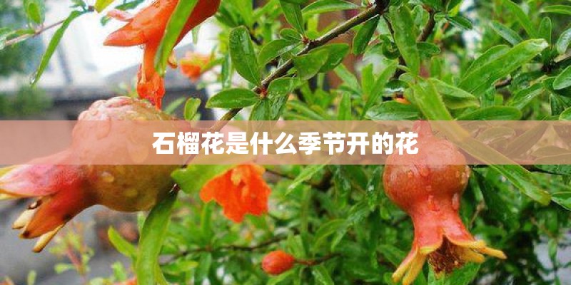 石榴花是什么季节开的花