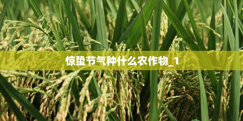 惊蛰节气种什么农作物_1