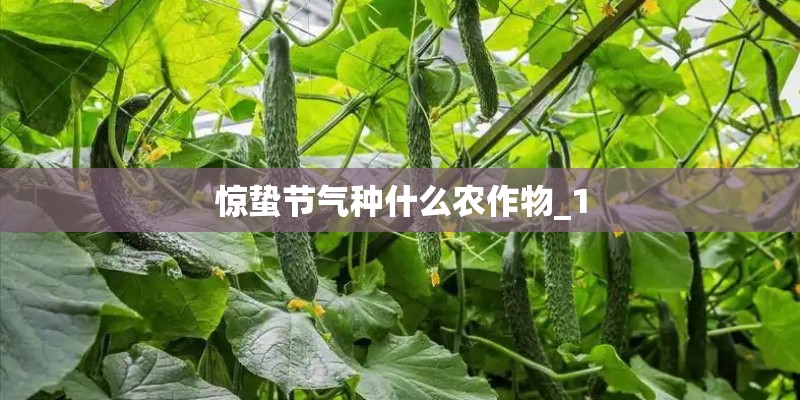 惊蛰节气种什么农作物_1
