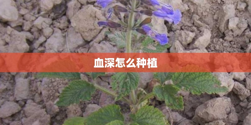 血深怎么种植