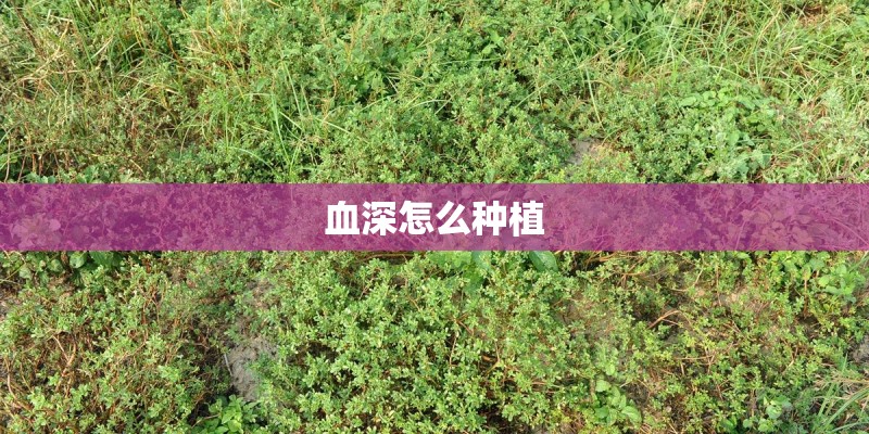 血深怎么种植