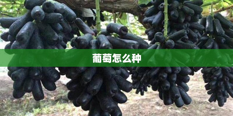 葡萄怎么种