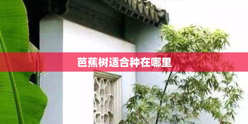 芭蕉树适合种在哪里
