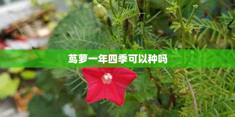 茑萝一年四季可以种吗
