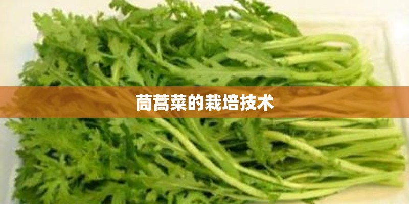 茼蒿菜的栽培技术