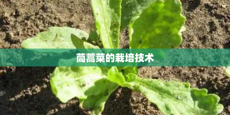 茼蒿菜的栽培技术