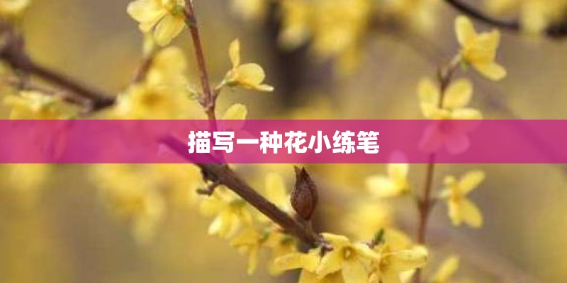 描写一种花小练笔