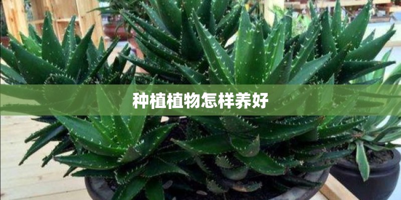 种植植物怎样养好