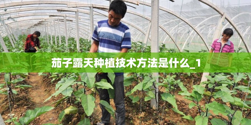 茄子露天种植技术方法是什么_1