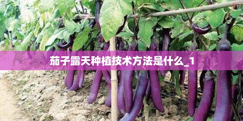 茄子露天种植技术方法是什么_1