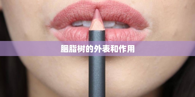 胭脂树的外表和作用