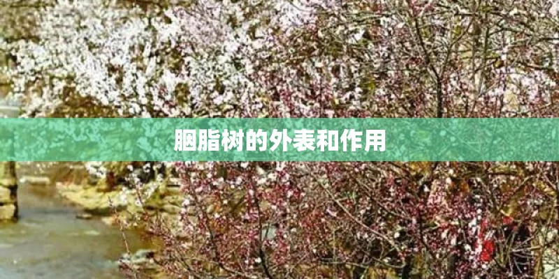 胭脂树的外表和作用