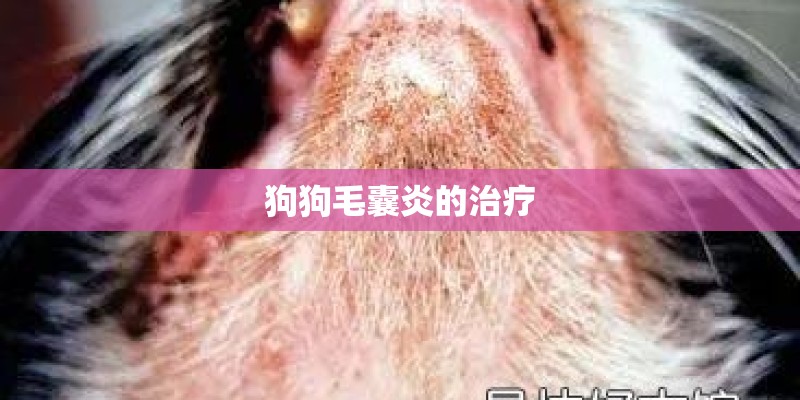 狗狗毛囊炎的治疗
