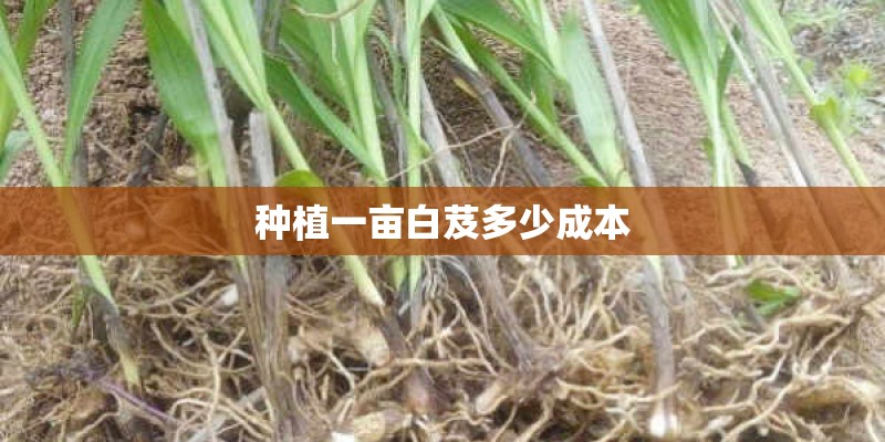 种植一亩白芨多少成本