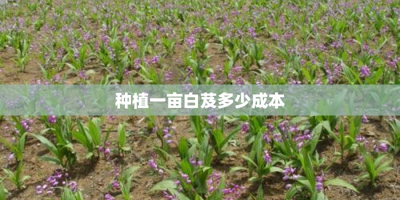 种植一亩白芨多少成本