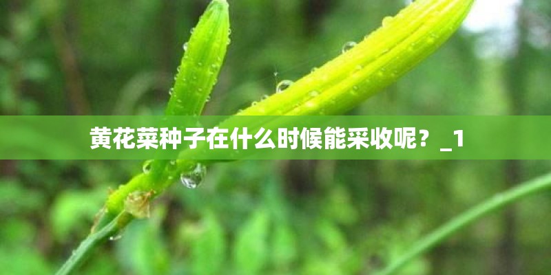 黄花菜种子在什么时候能采收呢？_1