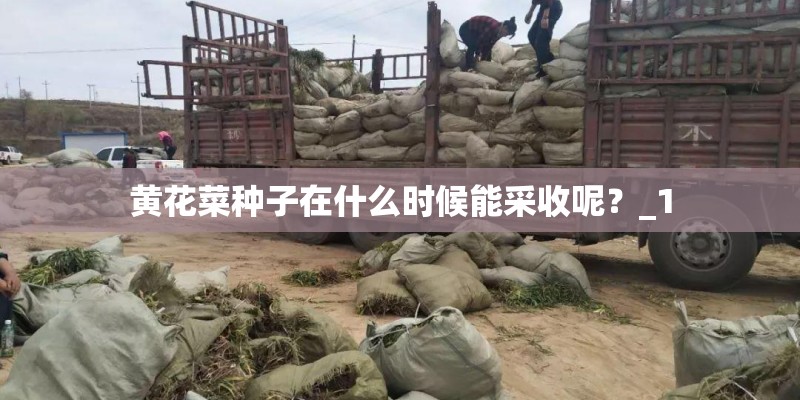 黄花菜种子在什么时候能采收呢？_1