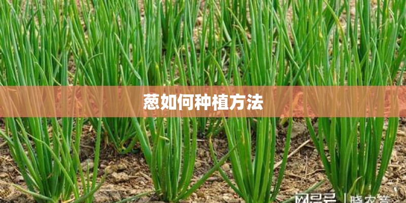 葱如何种植方法