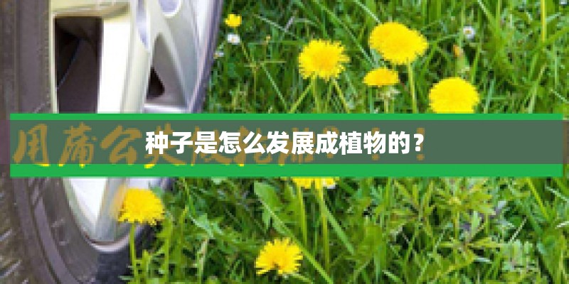 种子是怎么发展成植物的？