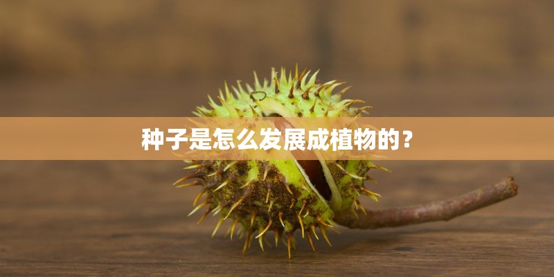 种子是怎么发展成植物的？