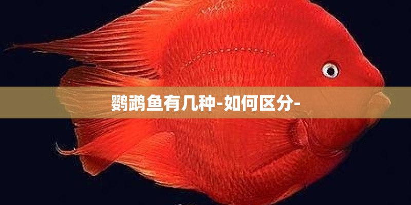 鹦鹉鱼有几种-如何区分-
