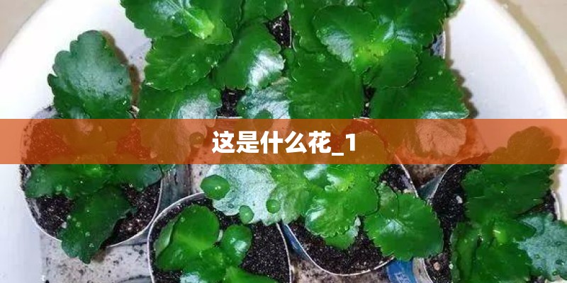 这是什么花_1