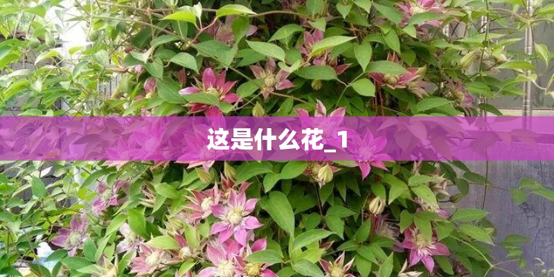 普及造句-用普及造句