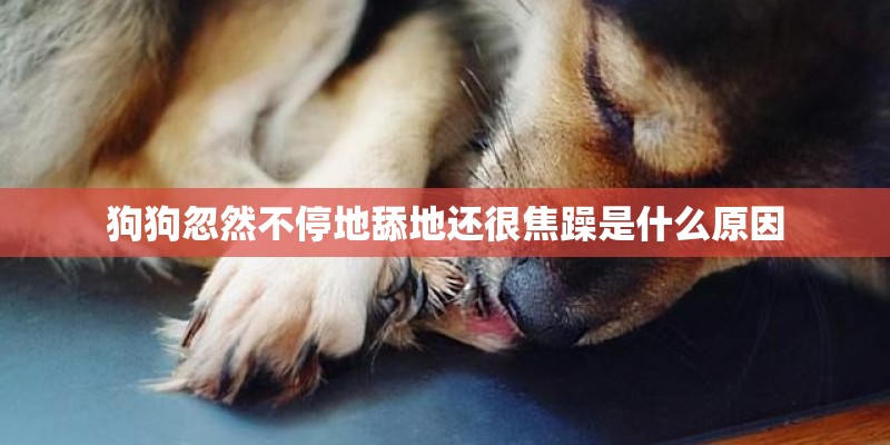 狗狗忽然不停地舔地还很焦躁是什么原因