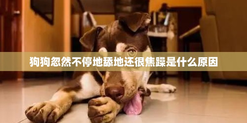狗狗忽然不停地舔地还很焦躁是什么原因