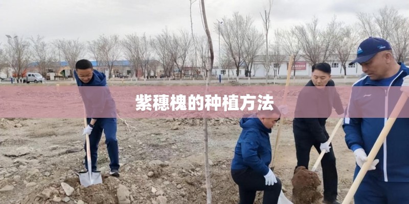 紫穗槐的种植方法