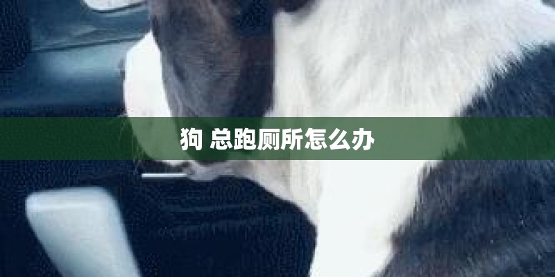 狗 总跑厕所怎么办