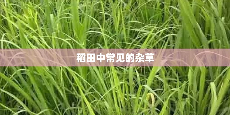 稻田中常见的杂草