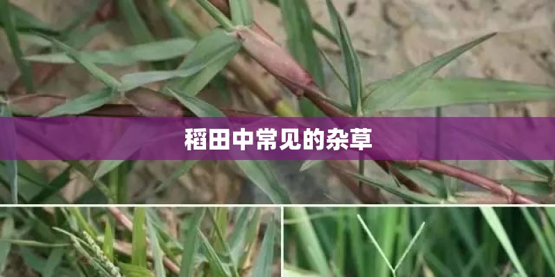 稻田中常见的杂草