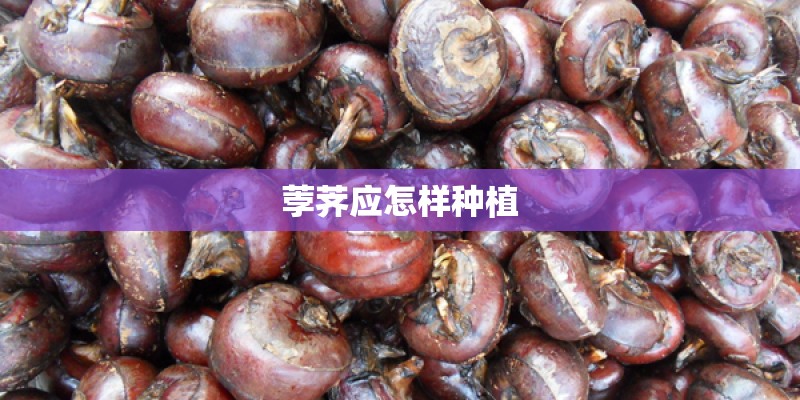 荸荠应怎样种植