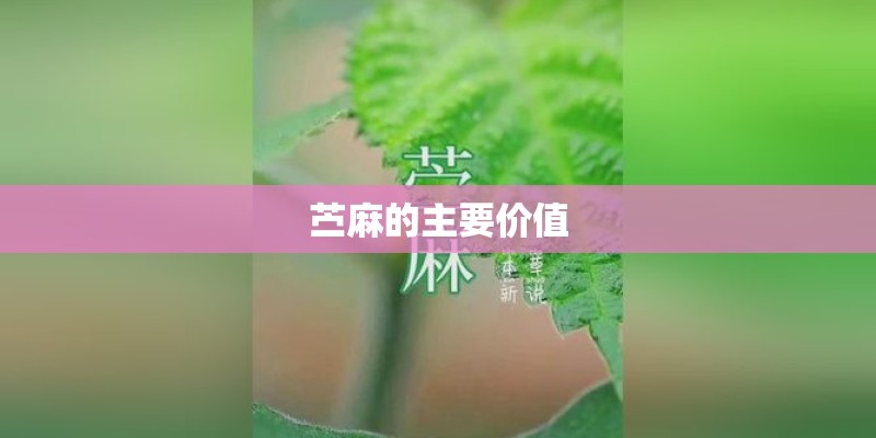 苎麻的主要价值