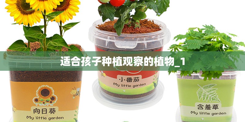 适合孩子种植观察的植物_1