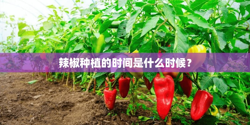 辣椒种植的时间是什么时候？