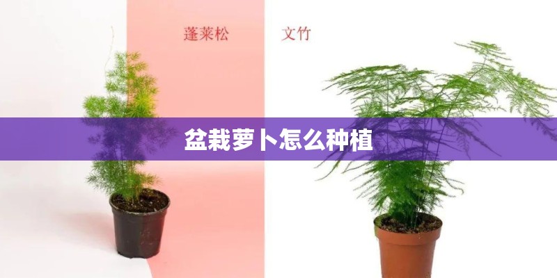盆栽萝卜怎么种植