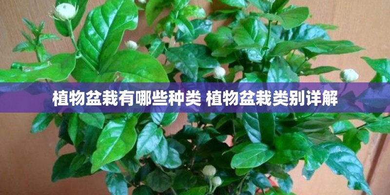 植物盆栽有哪些种类 植物盆栽类别详解