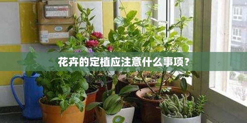 花卉的定植应注意什么事项？
