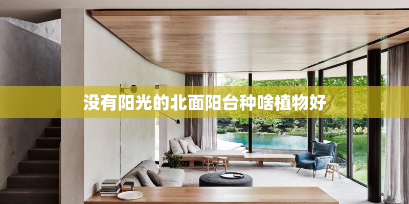 没有阳光的北面阳台种啥植物好