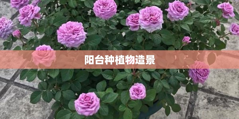 阳台种植物造景