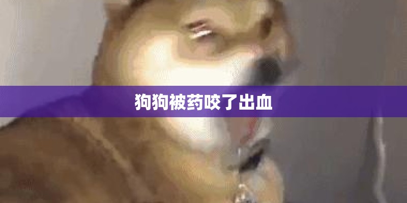 狗狗被药咬了出血