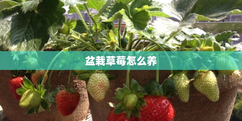 盆栽草莓怎么养