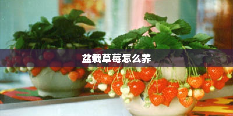 美术教案
