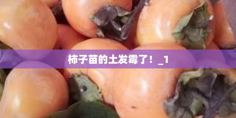柿子苗的土发霉了！_1