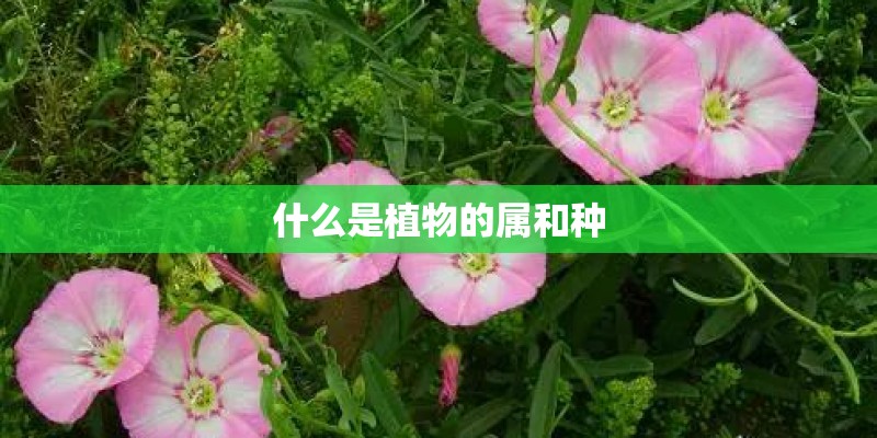 什么是植物的属和种