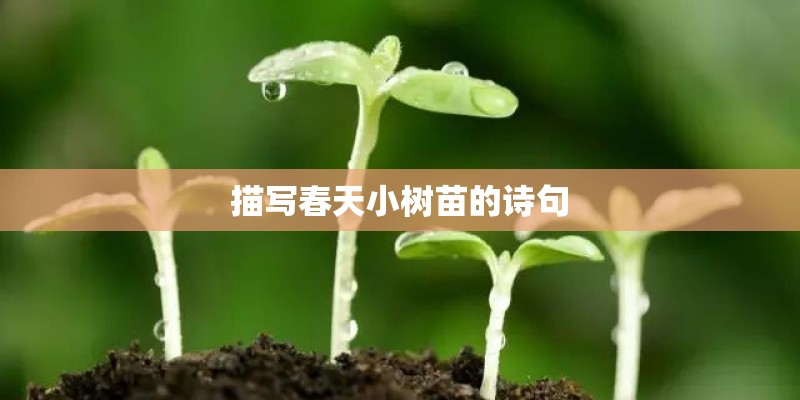 描写春天小树苗的诗句
